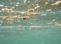 Vasto, da una settimana allerta sanitaria per alga tossica