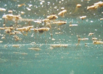 Vasto, da una settimana allerta sanitaria per alga tossica